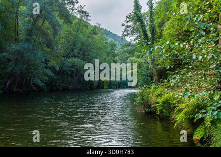 Une rivière calme et sombre serpente à travers une forêt dense et verdoyante, avec la lumière du soleil filtrant à travers la canopée et se reflétant sur les légères ondulations de l'eau Banque D'Images