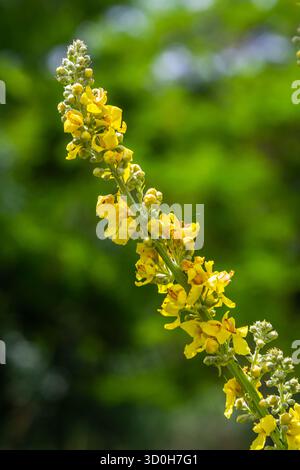Molène commune - fleurs jaune pâle de la plante verbascum nigrum, utilisée comme herbe et médecine - poussant dans le jardin médicinal. Banque D'Images