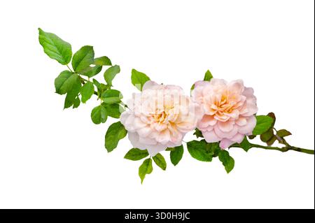 Bouquet de roses Isolate. Fleurs roses et blanches avec des feuilles en arrangement floral isolé sur fond blanc. Pose à plat. Vue de dessus. Banque D'Images