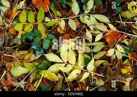 Litière de feuilles caduques sur le sol en automne, Royaume-Uni Banque D'Images