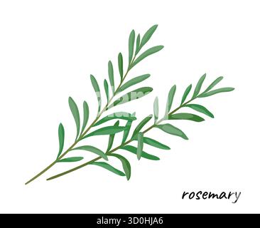 Branche de romarin. Icône de feuille à base de plantes avec texte. Feuille verte. Herbe médicale et de cuisine biologique. Plante naturelle. Arôme fleur sauvage. Ingrédient de condiment alimentaire. Illustration vectorielle botanique d'assaisonnement culinaire Illustration de Vecteur