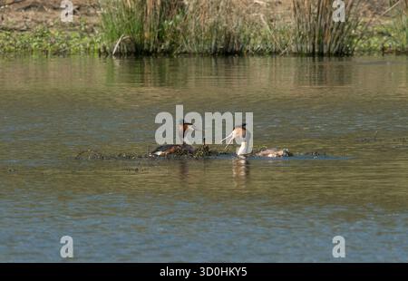 Paire de Great Crested Grebe à leur nid flottant sur l'eau libre, face à face et avec plumage de reproduction facilement visible Banque D'Images