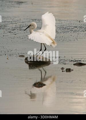Petite aigrette aux ailes déployées venant d'atterrir sur un petit rocher en eau peu profonde Banque D'Images