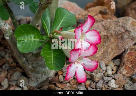 Rose du désert / Sabi sStar / azalée simulée / Impala Lily / pied d'éléphants (Adenium obesum) en fleur, originaire des régions du Sahel et de l'Afrique australe Banque D'Images