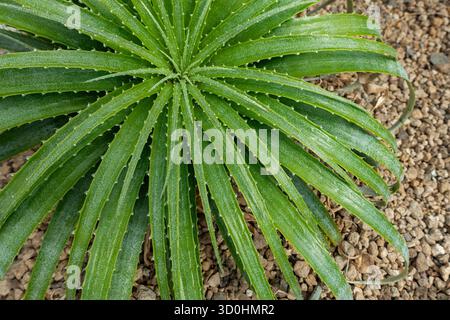 Hechtia roseana, plante succulente aux feuilles épineuses endémiques au Mexique Banque D'Images