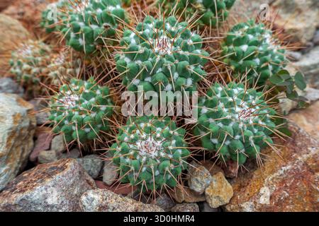 Mère de centaines (Mammillaria compressa), cactus originaire du nord et du sud du Mexique Banque D'Images