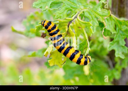 Moth du cinabre (Tyria jacobaeae), gros plan montrant la chenille ou la larve de l'insecte se nourrissant sur les feuilles de l'agwort commun. Banque D'Images
