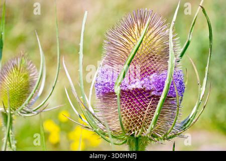 Chevalet (dipsacus fullonum), gros plan montrant la tête de fleur épaisse de cette plante sauvage frappante, les fleurs violettes montrant entre les épines. Banque D'Images