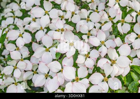 Gros plan du magnifique cornouiller japonais (Cornus kousa) dans le jardin botanique de haute Bretagne au Chatellier en France Banque D'Images