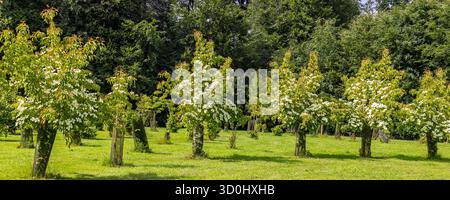 Vue panoramique sur le magnifique canard japonais (Cornus kousa) dans le jardin botanique de haute Bretagne au Chatellier en France Banque D'Images
