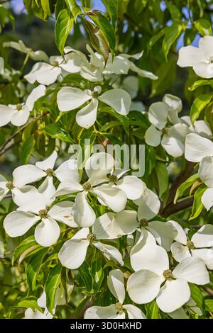 Vue panoramique sur le magnifique canard japonais (Cornus kousa) dans le jardin botanique de haute Bretagne au Chatellier en France Banque D'Images