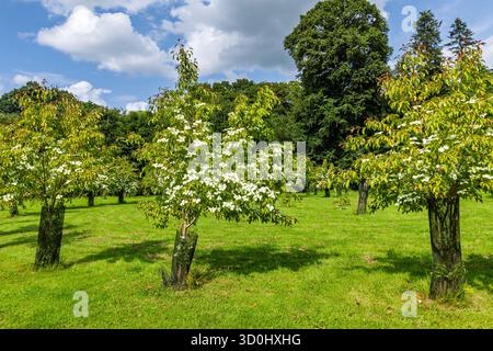 Vue panoramique sur le magnifique canard japonais (Cornus kousa) dans le jardin botanique de haute Bretagne au Chatellier en France Banque D'Images