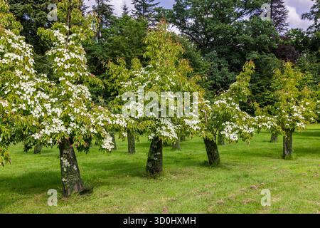 Vue panoramique sur le magnifique canard japonais (Cornus kousa) dans le jardin botanique de haute Bretagne au Chatellier en France Banque D'Images
