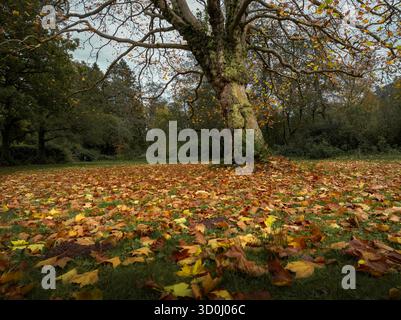 Les feuilles tombées d'automne entourent la base d'un arbre à la fin de la saison. Banque D'Images