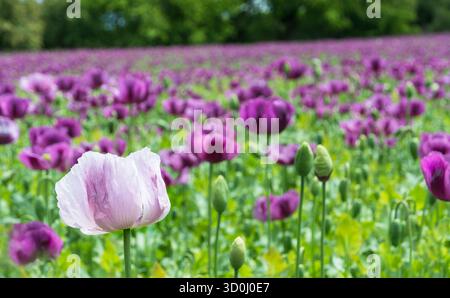 Fleur blanche délicate dans le champ de pavot à opium avec fleur violette. Gros plan têtes de fleurs fragiles et bourgeons de culture biologique annuelle Banque D'Images