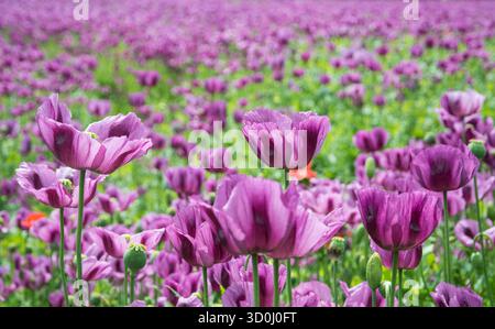 De belles fleurs délicates de pavot violet en opium dans les détails du champ. Papaver somniferum. Gros plan têtes de fleurs violettes et pétales fragiles en fond naturel. Banque D'Images