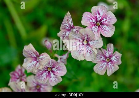 Fleurs à motifs violettes et crème inhabituelles du jardin annuel Phlox drummondii 'crème Brûlée' UK de septembre Banque D'Images