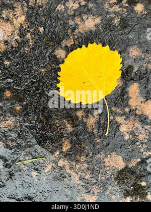 Feuille de tremble jaune vif sur une surface sombre et texturée à la lumière naturelle Banque D'Images