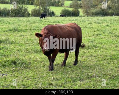 Vache brune pâturant dans un pâturage vert par une journée ensoleillée Banque D'Images