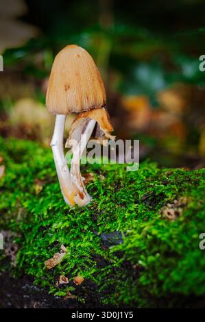 Un champignon pousse sur une bûche moussue dans une forêt. Banque D'Images