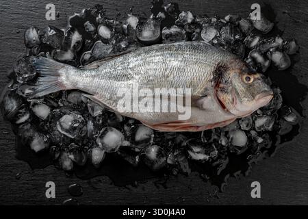 Poisson dorado cru nettoyé réfrigéré sur glace sur fond noir, gros plan, vue de dessus. dorado biologique frais cru ou poisson de dorade de mer sur ardoise noire Banque D'Images
