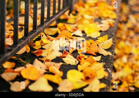 Gros plan de feuilles d'automne jaune vif et orange dispersées sur une marche d'escalier en pierre, montrant une texture saisonnière et des couleurs vives. Banque D'Images