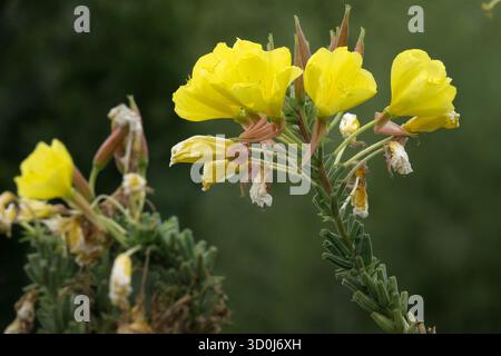 Primrose du soir commune, Oenothera biennis, fleur de jardin. L'onagre est une plante bisannuelle Banque D'Images