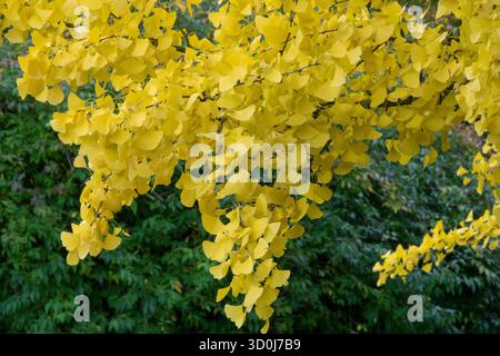 Jaune virage jaunâtre virage jaunissement virage feuillage coloré Banque D'Images