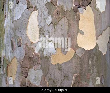 Gros plan abstrait texture de l'écorce Peeling Sycamore (plane Tree) Banque D'Images