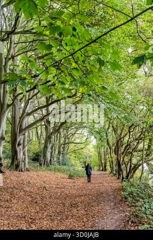 Femme marchant dans les bois à Ken Hill, Snettisham, Norfolk. Banque D'Images