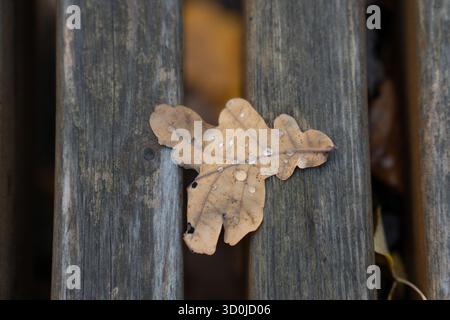 Gros plan d'une feuille de chêne brun avec des gouttelettes d'eau couchées sur des planches de bois vieillies, capturées dans une lumière naturelle douce Banque D'Images