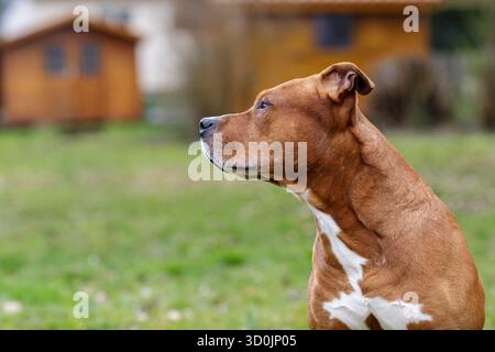 Profil latéral d'un chien de race mixte brun vigilant dans une cour arrière, alertez votre animal de compagnie à l'extérieur avec un espace de copie pour le style de vie et les thèmes de sécurité. Banque D'Images