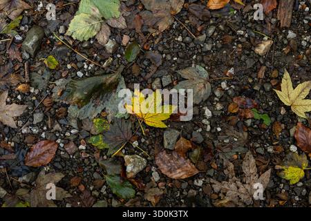 Feuille d'érable jaune vif sur terrain de gravier et feuilles d'automne sèches. Couleurs chaudes de saison. Composition naturelle pour l'extérieur. Automne poétique mélancolique Banque D'Images