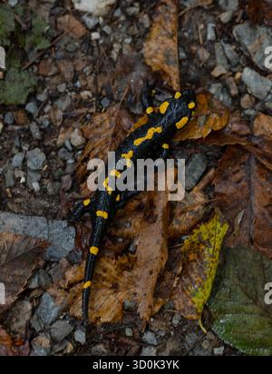 Salamandre de feu noire brillante avec des taches jaunes vives sur les feuilles humides d'automne. Environnement forestier humide. Amphibien protégé. Gros plan détaillé. Banque D'Images