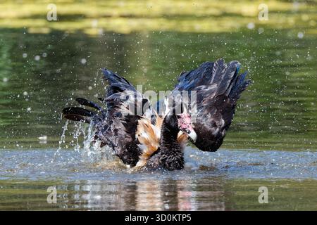 A-Splishin' et a-splashin' Banque D'Images