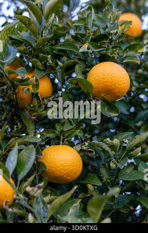 Oranges mûres brillantes suspendues parmi les feuilles vertes sur un arbre d'agrumes. Une scène naturelle vibrante symbolisant la fraîcheur, la nourriture saine, la vitamine C et Mediterra Banque D'Images