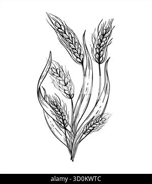 Bouquet vectoriel monochrome d'oreilles de blé mûres peintes par des encres noires. Dessin de gravure en épillets de prairie ou de champ. Récolte d'automne dessin au trait noir et blanc Illustration de Vecteur