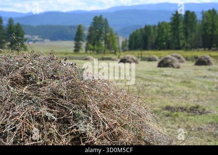 Une prairie verte avec des meules de foin récoltées dans une zone montagneuse par une journée d'été ensoleillée Banque D'Images