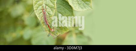 Gros plan de mouches de grue s'accouplant sur la feuille avec un fond vert flou dans le cadre de la nature. Banque D'Images