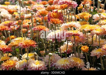 Bouquet vibrant de chrysanthèmes orange et jaune crémeux avec des pétales moelleux. Parfait pour les arrangements floraux, les dessins sur le thème de l'automne, fond, post, Banque D'Images