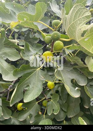 Figuier (Ficus carica) avec de larges feuilles lobées et des figues vertes immatures poussant sur des branches. Banque D'Images