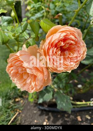 Deux roses Pat Austin (Rosa Pat Austin ) fleurissent avec leurs pétales d'abricot orange distinctifs dans un cadre de jardin. Banque D'Images