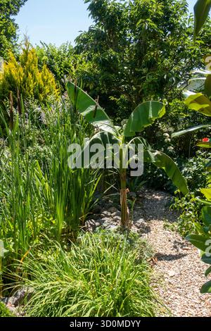 Banana Palm, Hardy Banana,Musa basjoo - plante de banane japonaise Hardy poussant à côté d'un chemin de gravier dans le Devon, Royaume-Uni Banque D'Images