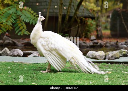 Perle indienne blanche Pavo cristatus mut. alba. Avec le Leucisme Banque D'Images