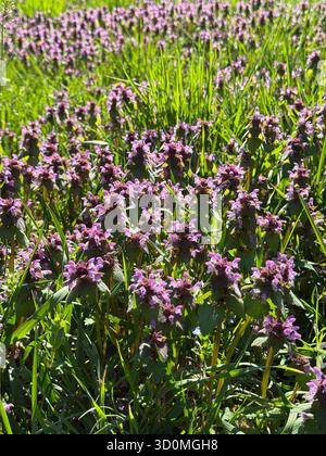 Plante à fleurs Lamium purpureum, connue sous le nom d'ortie morte rouge, d'ortie morte violette ou d'archange violet. Banque D'Images