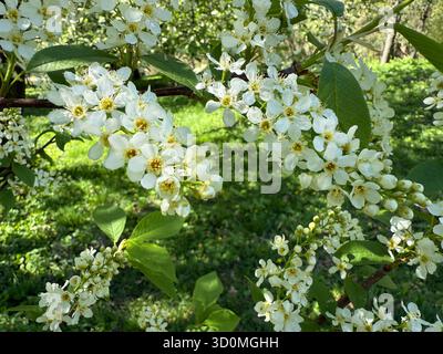 Fleurs blanches Prunus padus, connu sous le nom de cerise d'oiseau, hackberry, hagberry, ou Mayday arbre. Banque D'Images