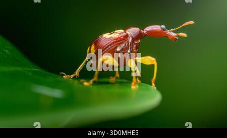 Charançon girafe, trachélophorus giraffa, un insecte rougeâtre unique avec un long cou distinctif et des pattes jaunes, reposant sur une feuille verte vibrante, showcas Banque D'Images