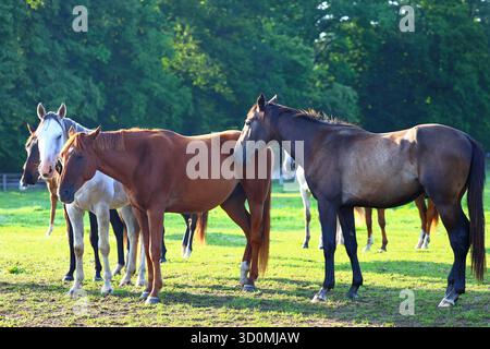 Chevaux qui paissent dans une prairie luxuriante Banque D'Images