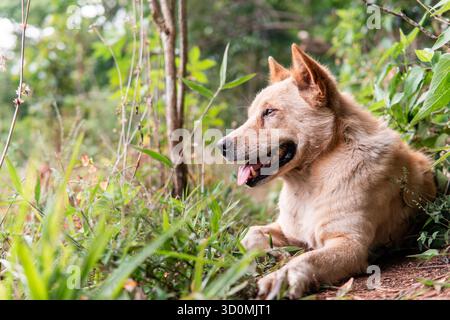 Un beau portrait d'un chien joyeux de couleur dorée couché à l'extérieur dans l'herbe de la forêt. Il regarde loin haletant joyeusement, profitant de la journée ensoleillée. Banque D'Images