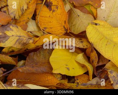 Riche pile de feuilles d'automne dorées et brunes Banque D'Images